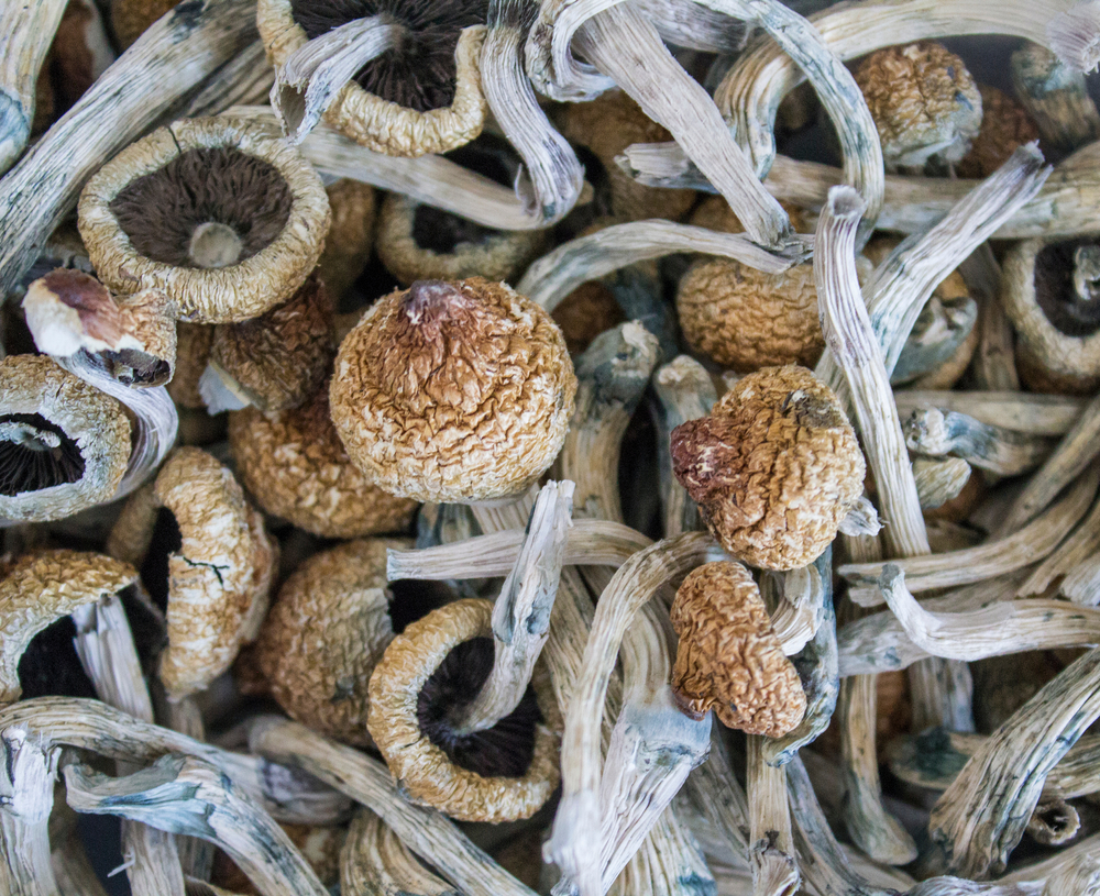 do shrooms show up on a drug test