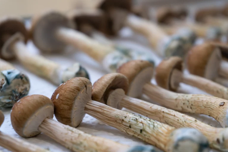 Do Shrooms Show Up on a Drug Test?