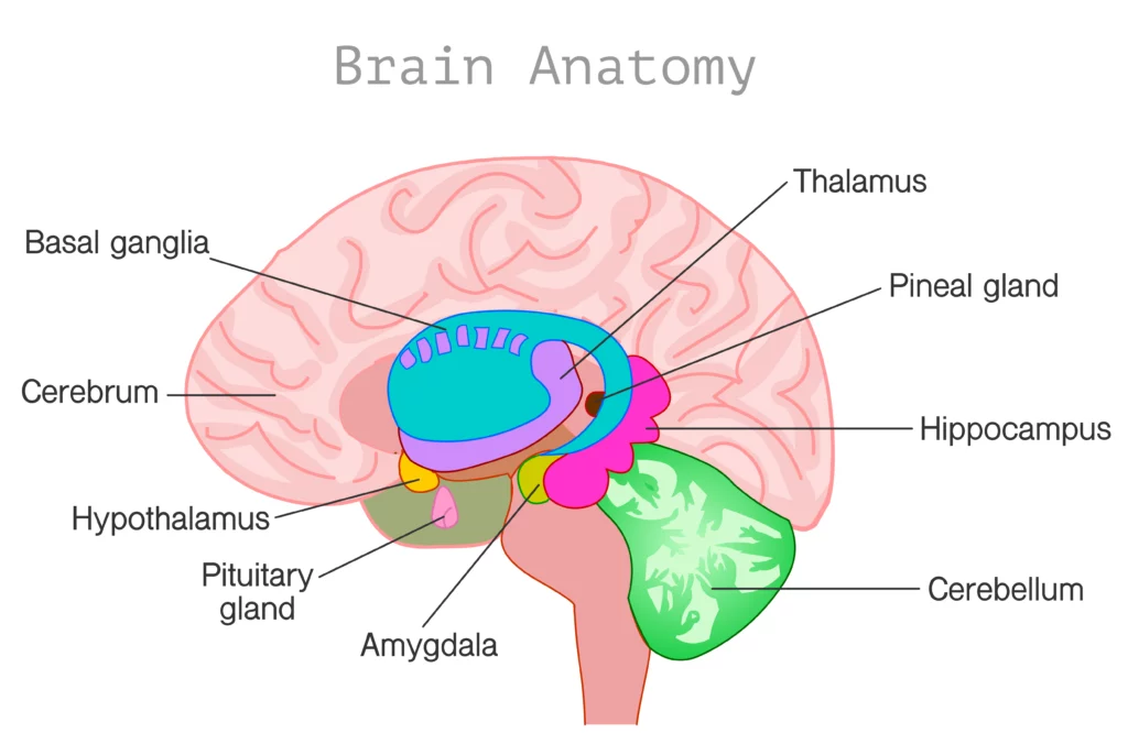 map of the brain and its parts