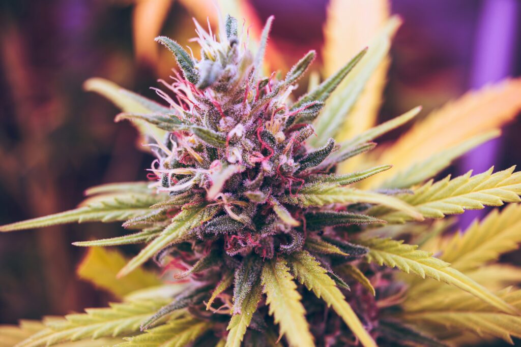 Benefits of quitting weed in Knoxville, TN
