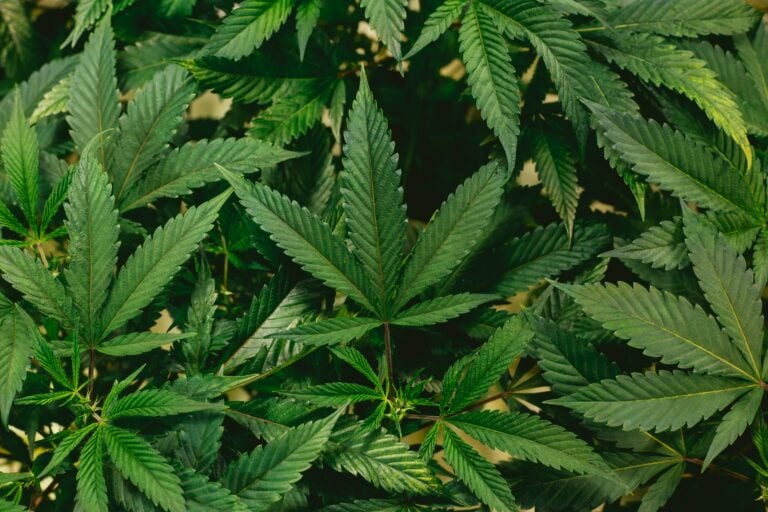 Benefits of quitting weed in Knoxville, TN