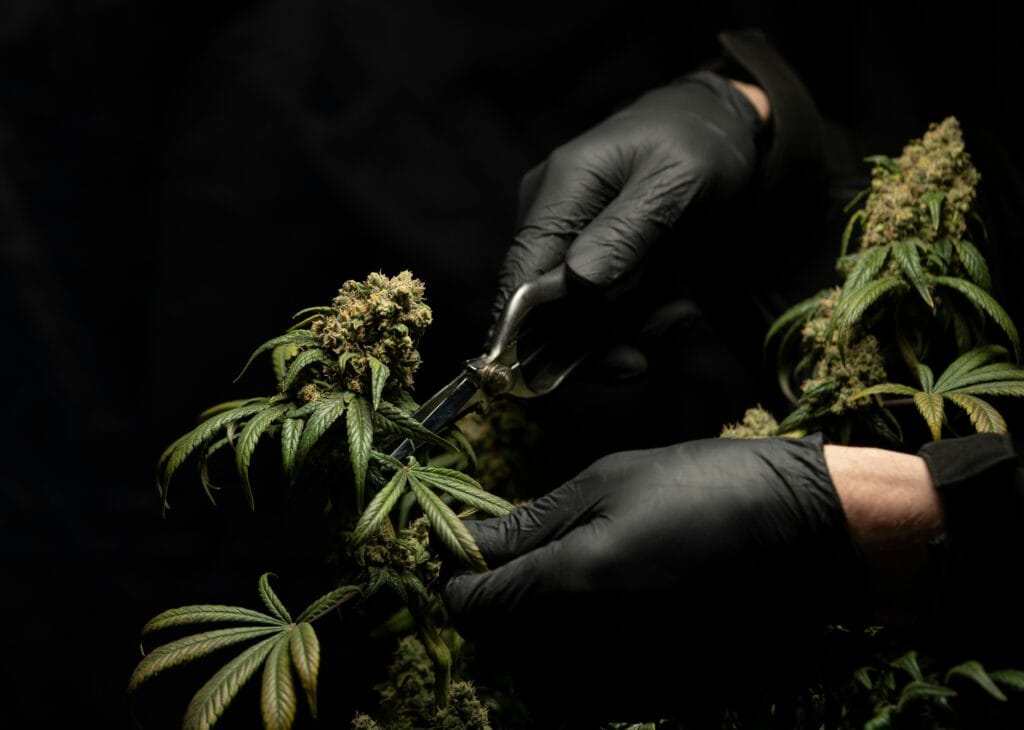 What are the symptoms of laced weed