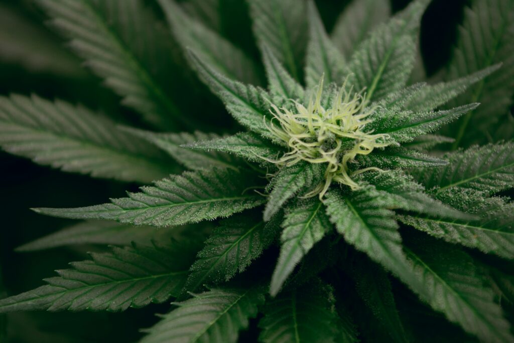 How to prevent the symptoms of laced weed